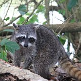 Costa Rica20150331-2112-0513